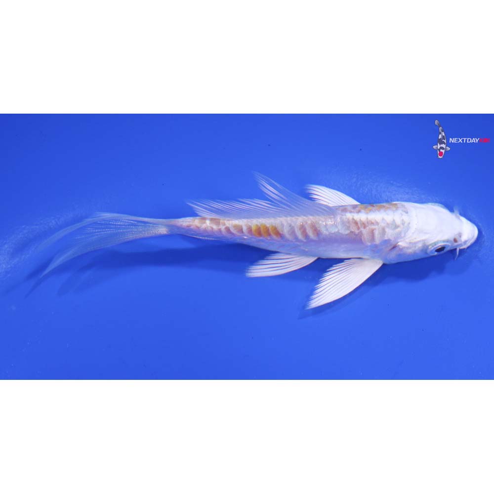 3.5” Imported Kikusui Butterfly Koi