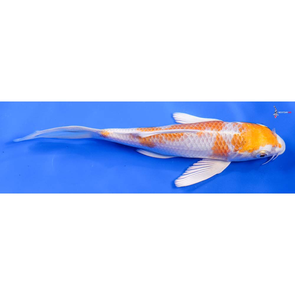 6.5” Imported Hariwake Butterfly Koi