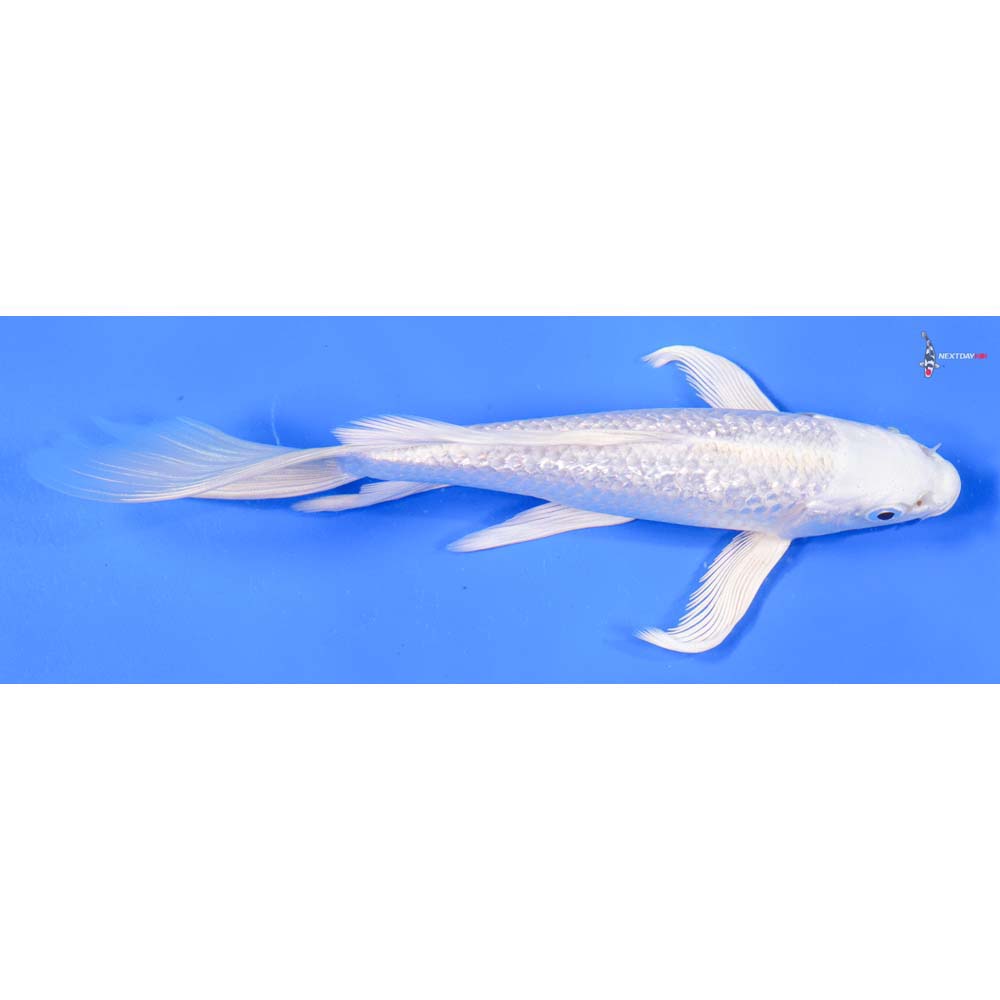6.5” Imported Gin Rin Platinum Ogon Butterfly Koi