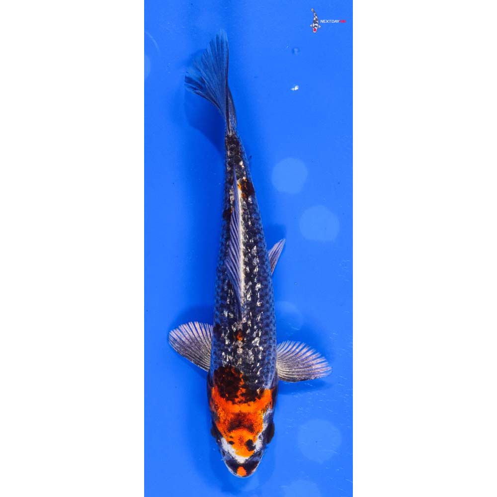 5” Imported Gin Rin Kujaku