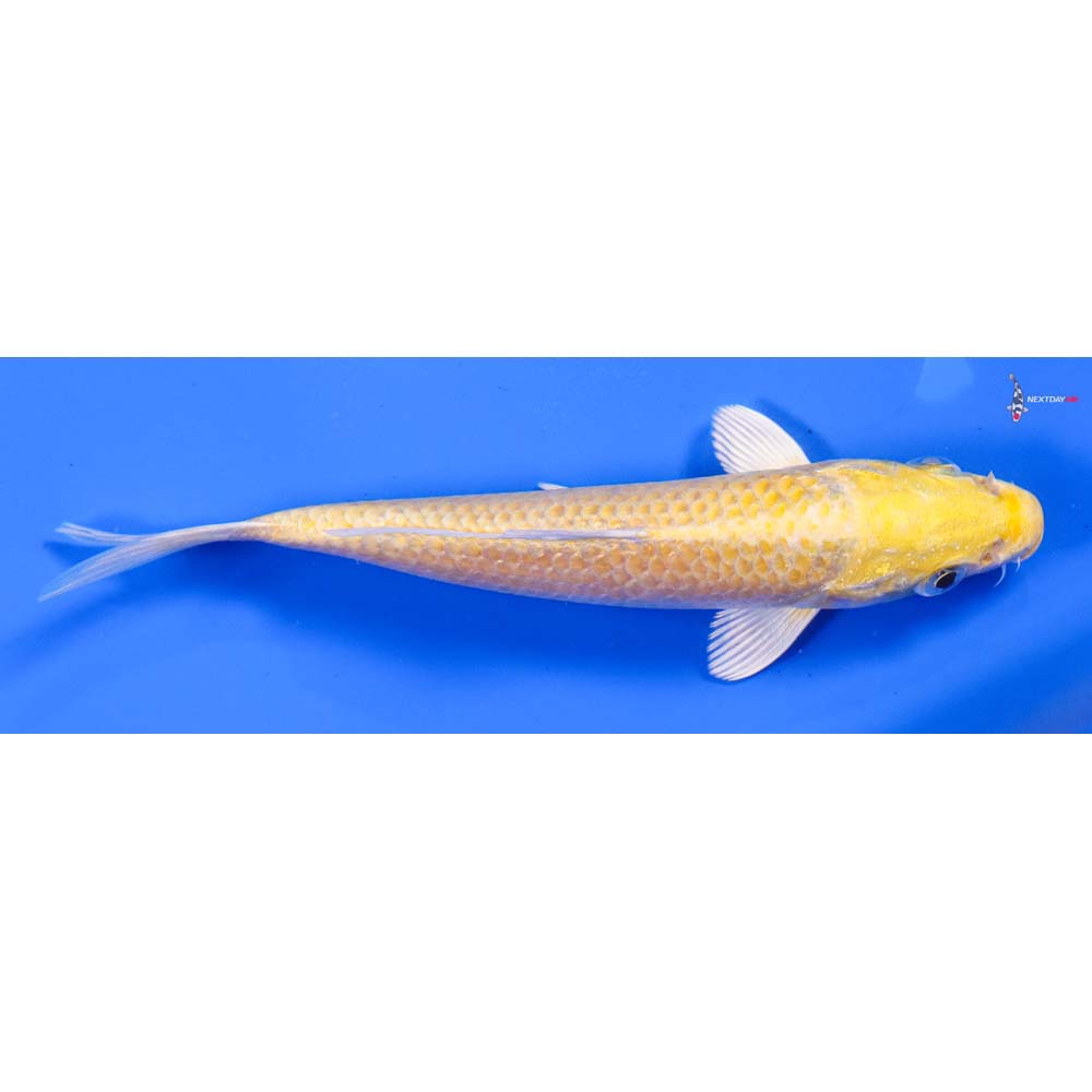 5.5” Imported Yamabuki Ogon