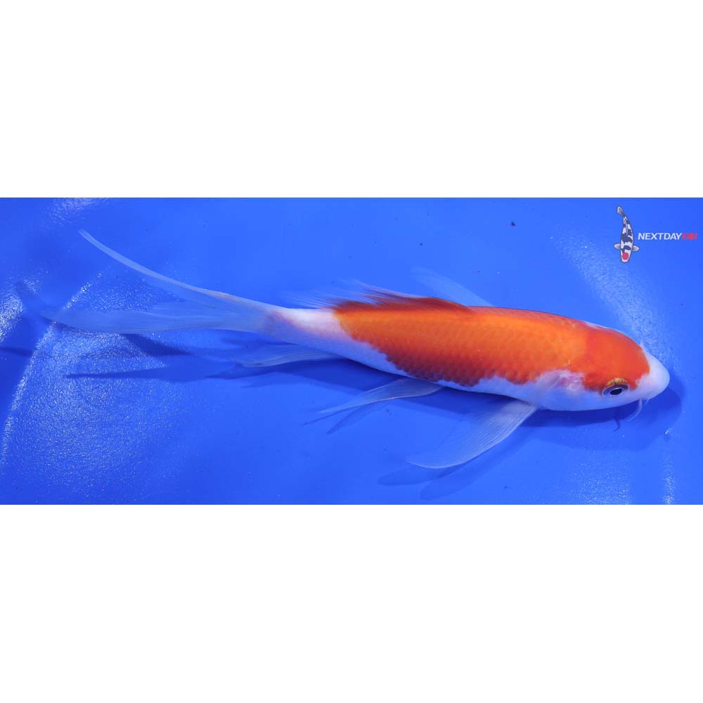 5.5” Imported Kohaku Butterfly Koi