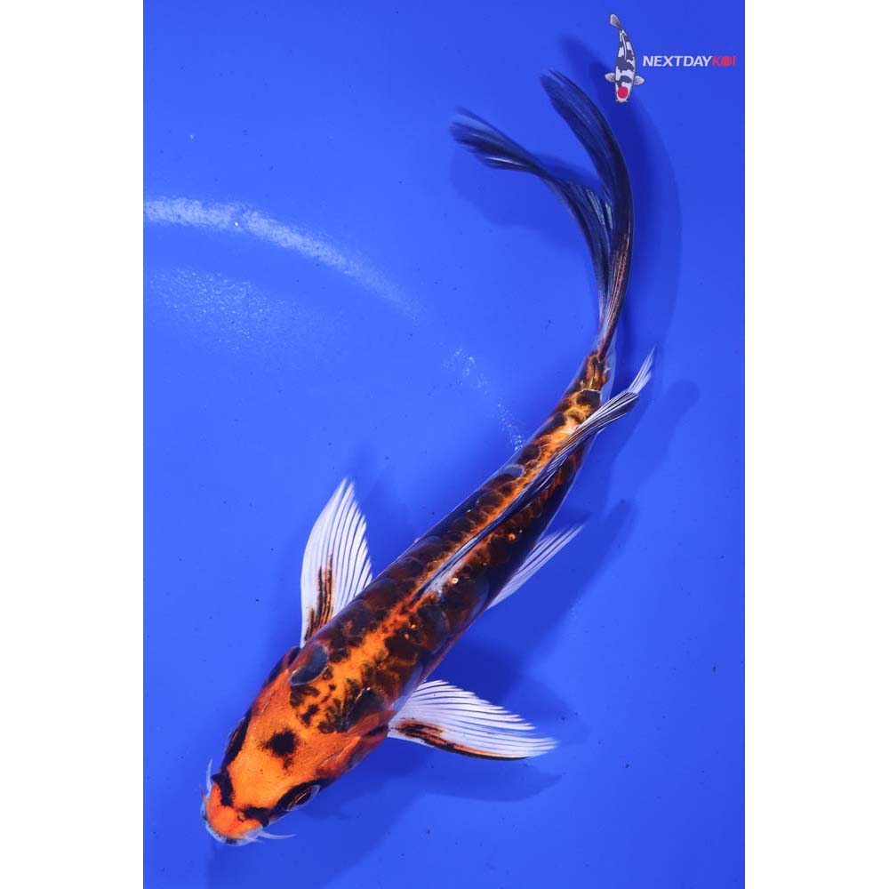 6” Imported Kin Kikokuryu Butterfly Koi