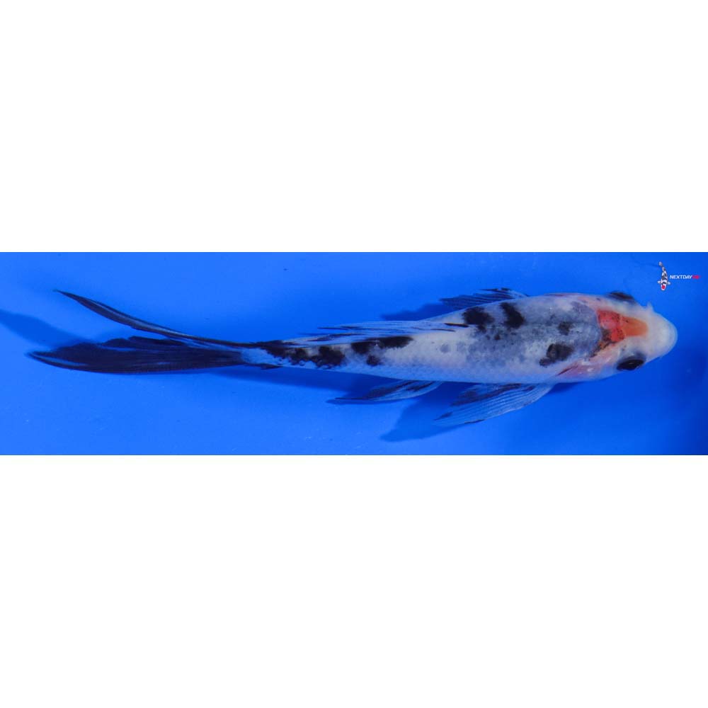 5” Imported Sanke Butterfly Koi