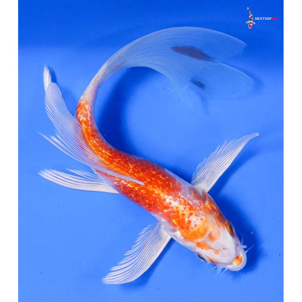 6” Imported Gin Rin Hariwake Butterfly Koi