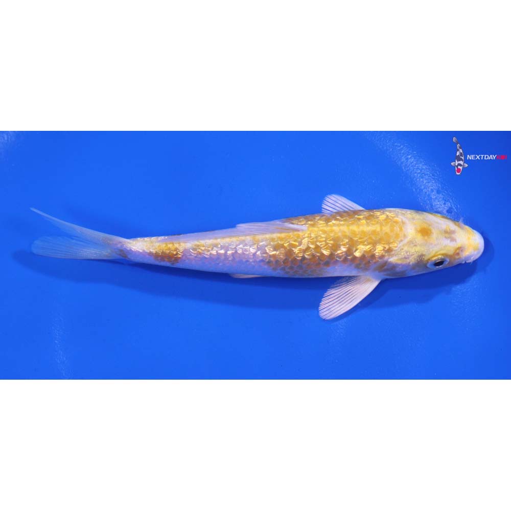 5” Imported Gin Rin Lemon Hariwake