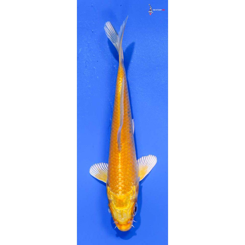 4.5” Imported Yamabuki Ogon