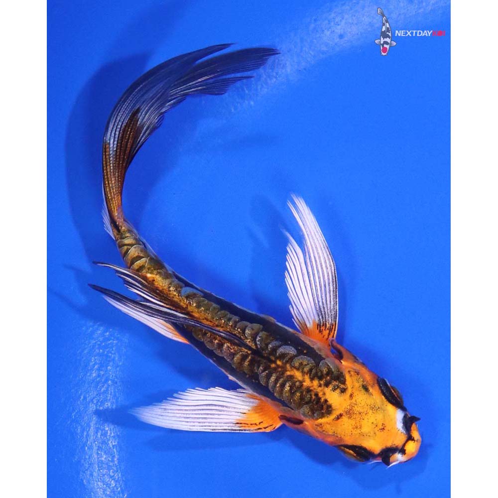 4.5” Imported Kin Kikokuryu Butterfly Koi