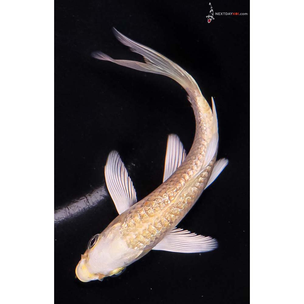 5” Imported Gin Rin Yamabuki Ogon Butterfly Koi