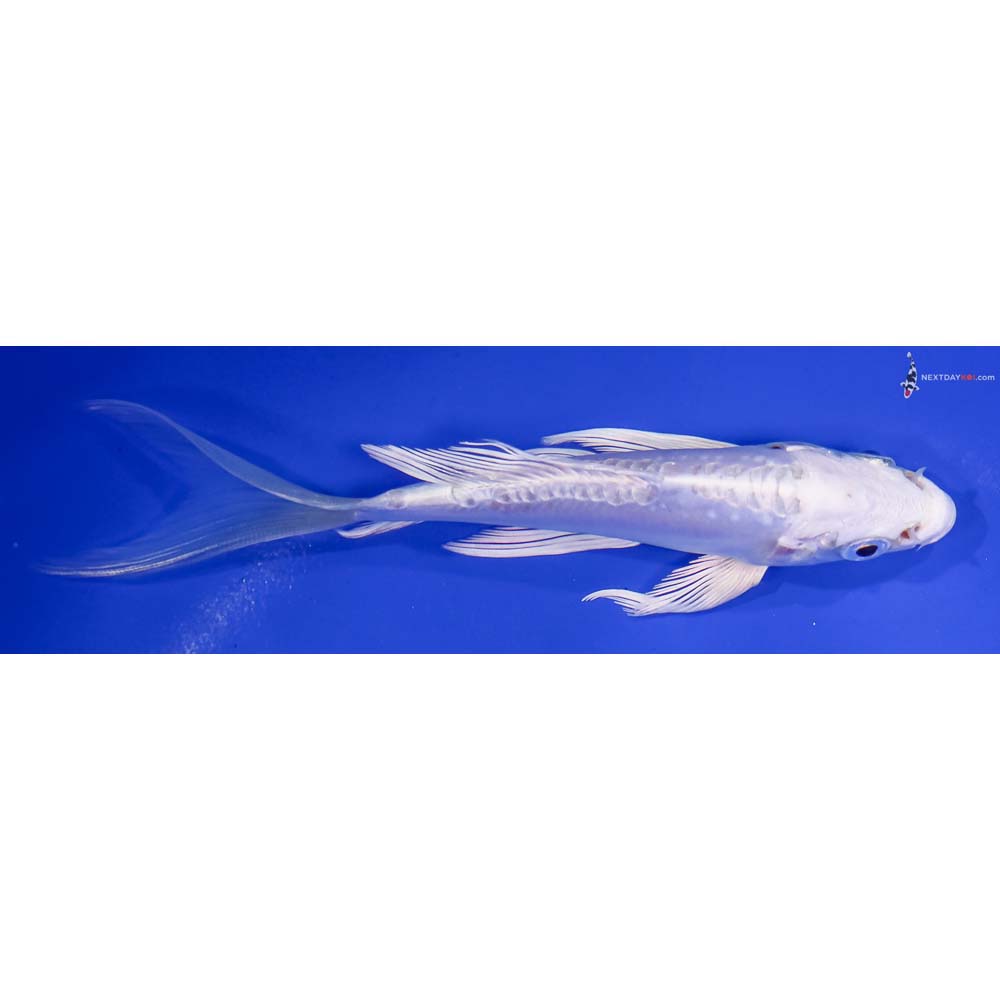 5.5” Imported Doitsu Platinum Ogon Butterfly Koi