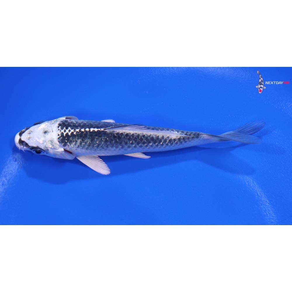 4” Imported Gin Matsuba