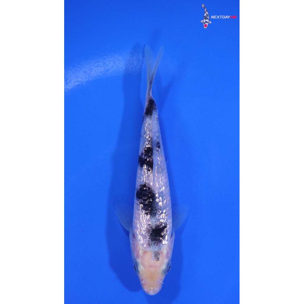 4” Imported Gin Rin Shiro Bekko