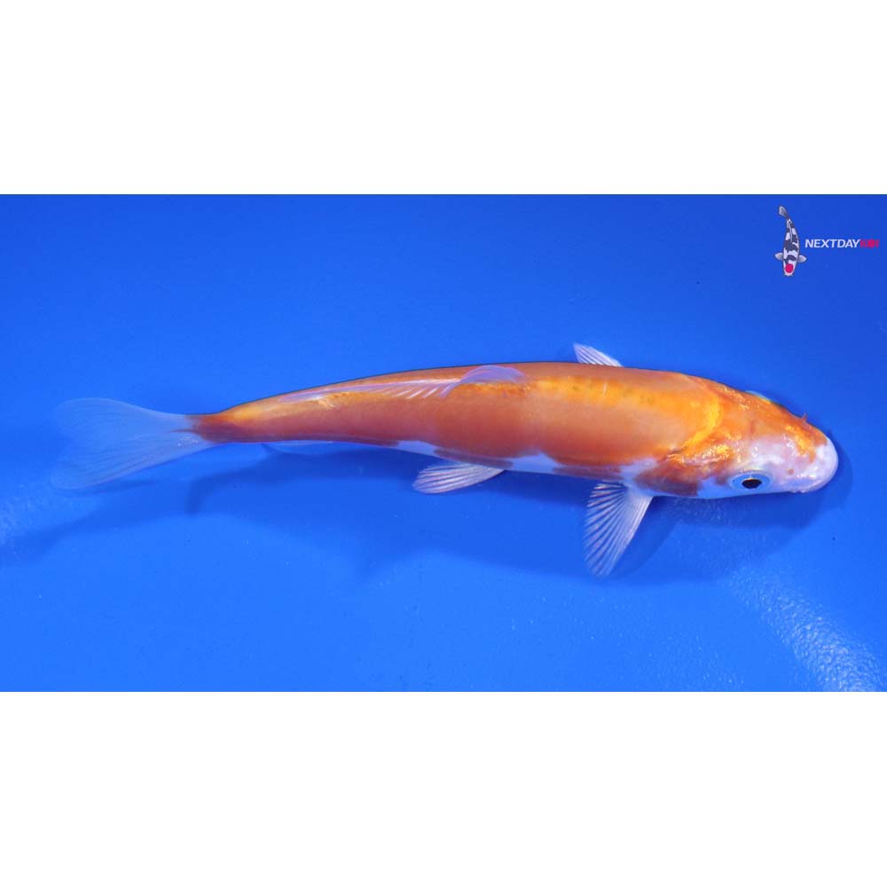 4.5” Imported Kikusui