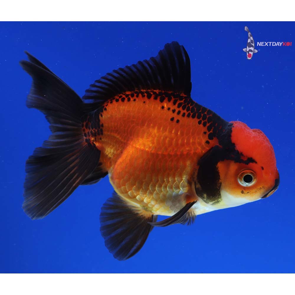 4” Imported Tri Color Oranda