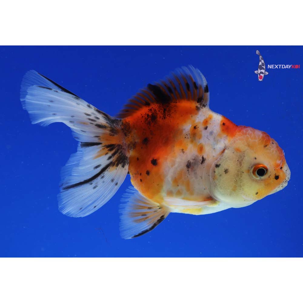 4.5” Imported Calico Oranda