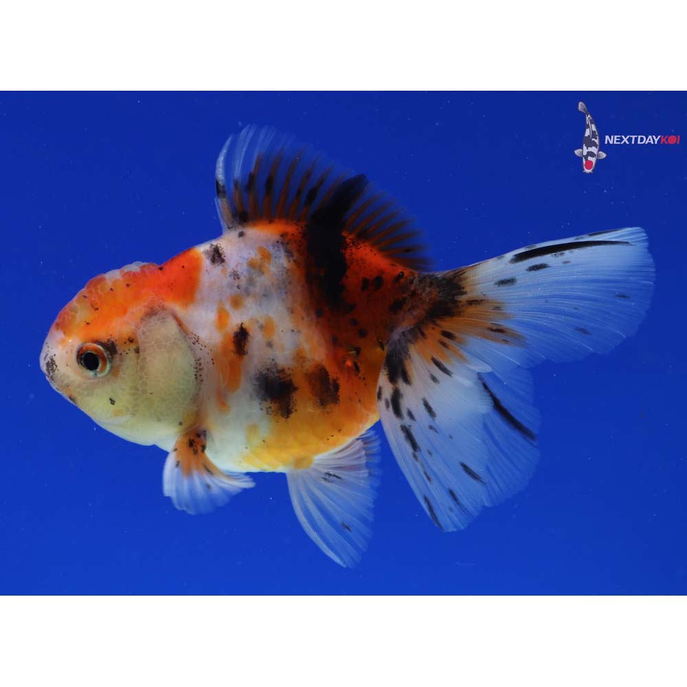 4.5” Imported Calico Oranda