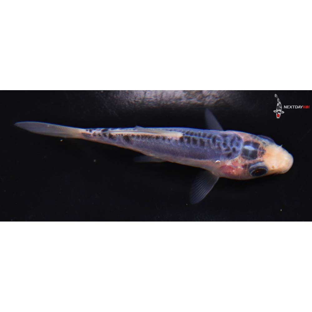 3” Imported Shusui