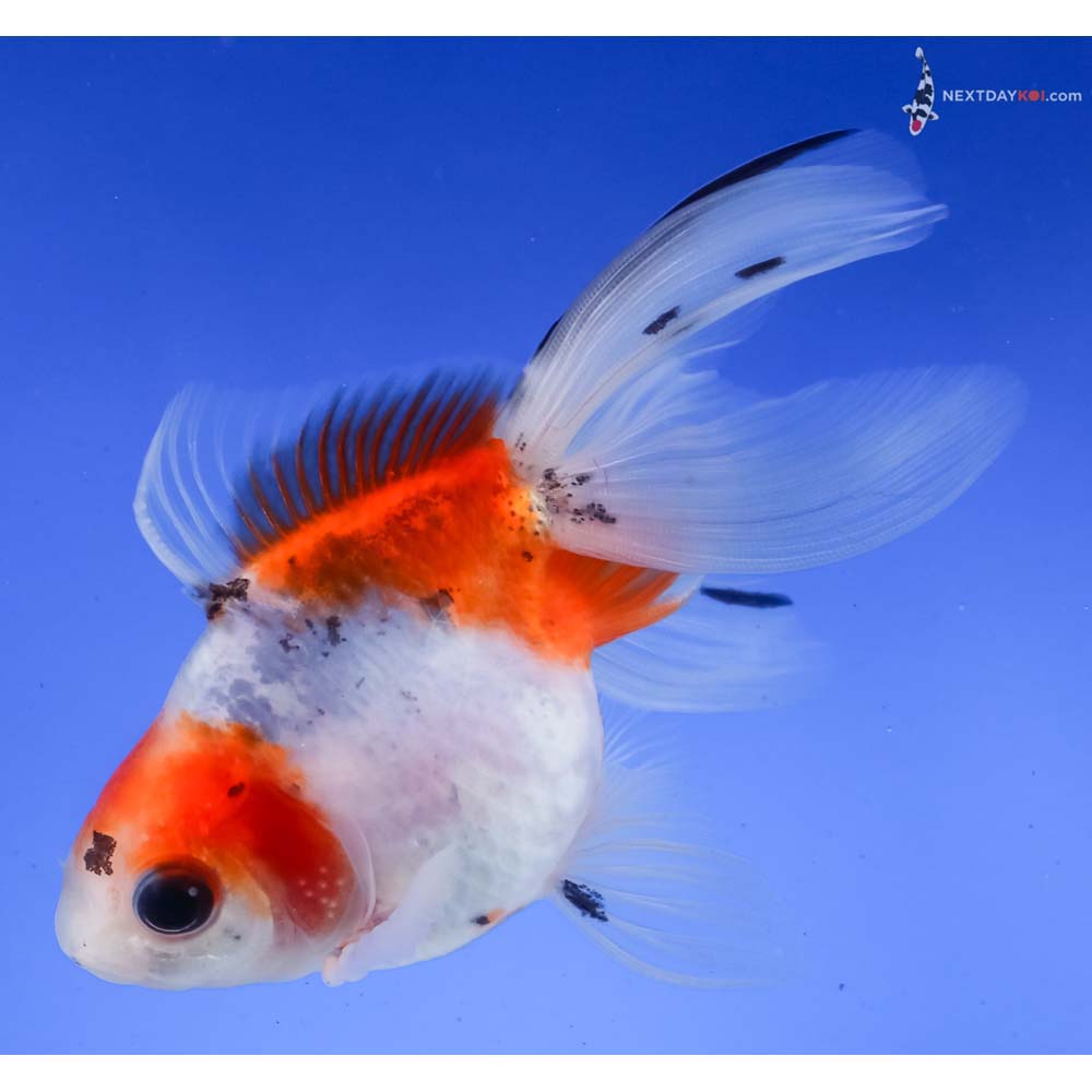 4” Imported Male Calico Ryukin
