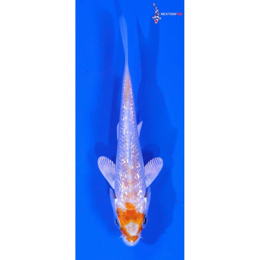 3” Imported Gin Rin Hariwake