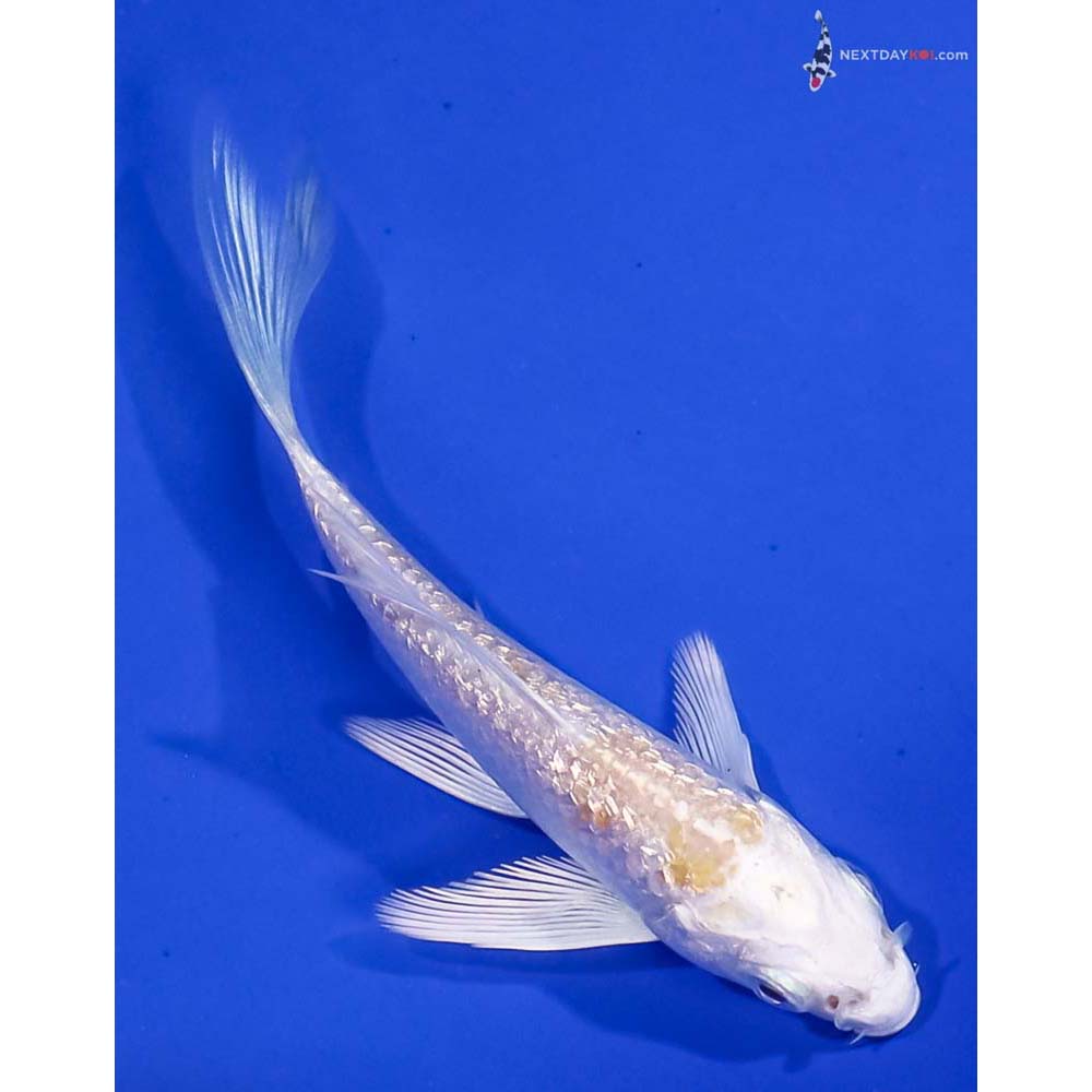 3.5” Imported Gin Rin Lemon Hariwake Butterfly Koi