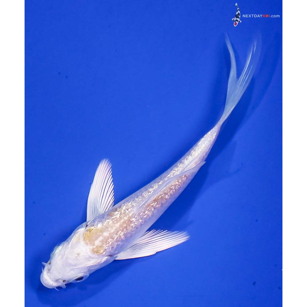 3.5” Imported Gin Rin Lemon Hariwake Butterfly Koi