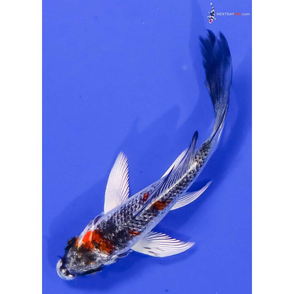 3.5” Imported Gin Rin Kin Showa Butterfly Koi