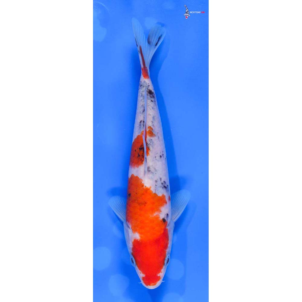 6” Imported Sanke