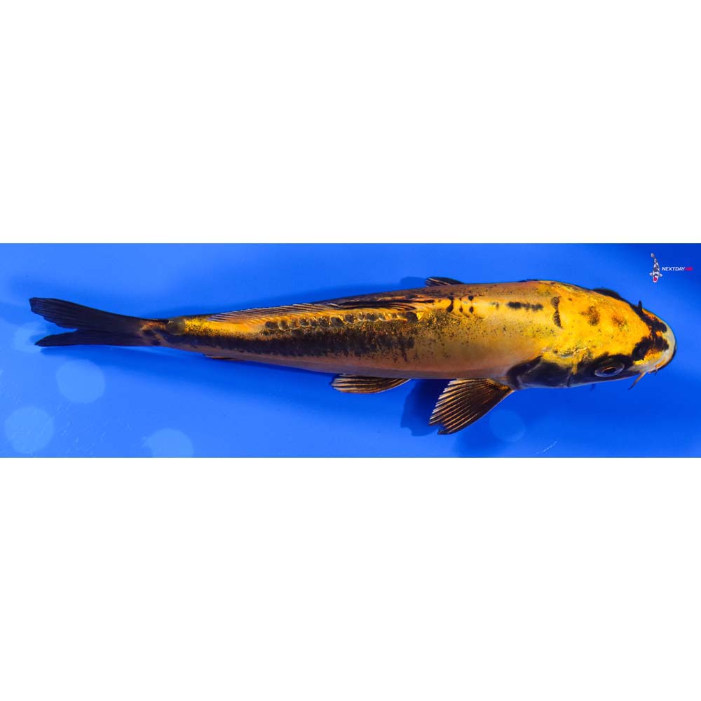 6.5” Imported Kin Kikokuryu