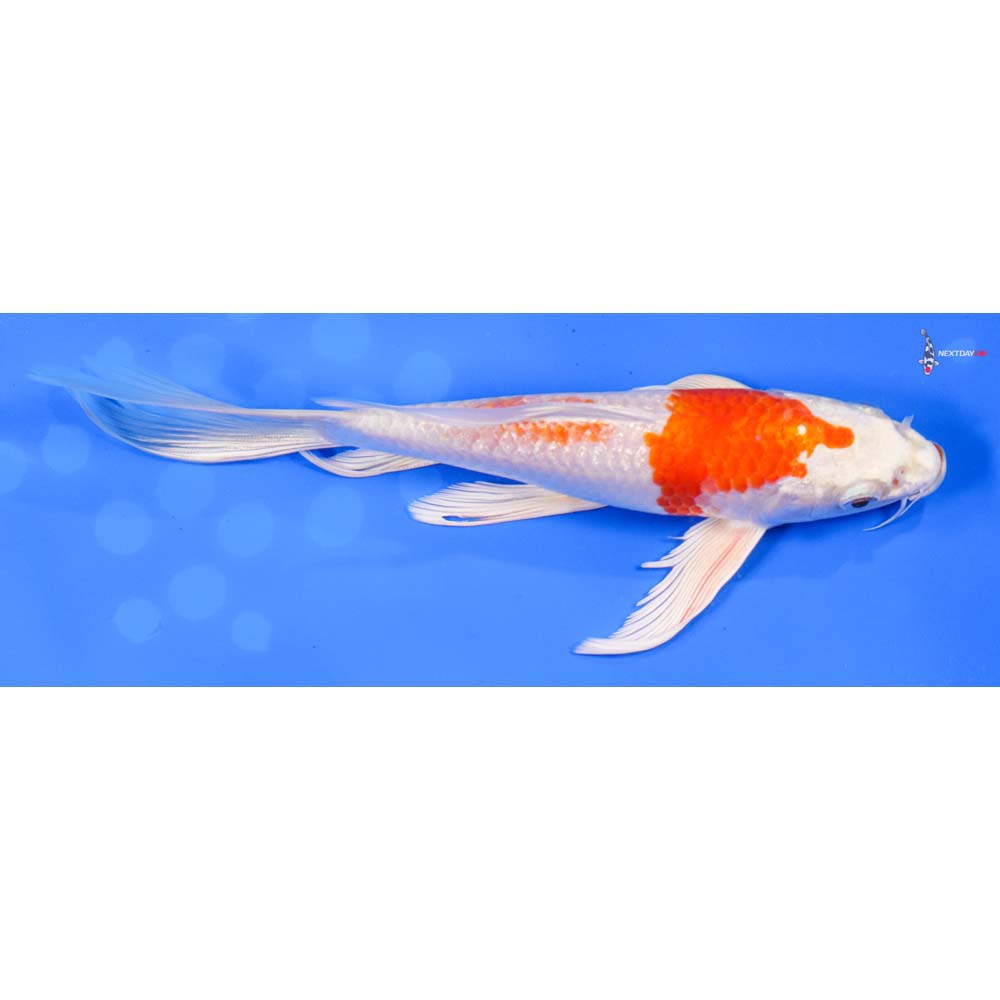 8” Imported Hariwake Butterfly Koi