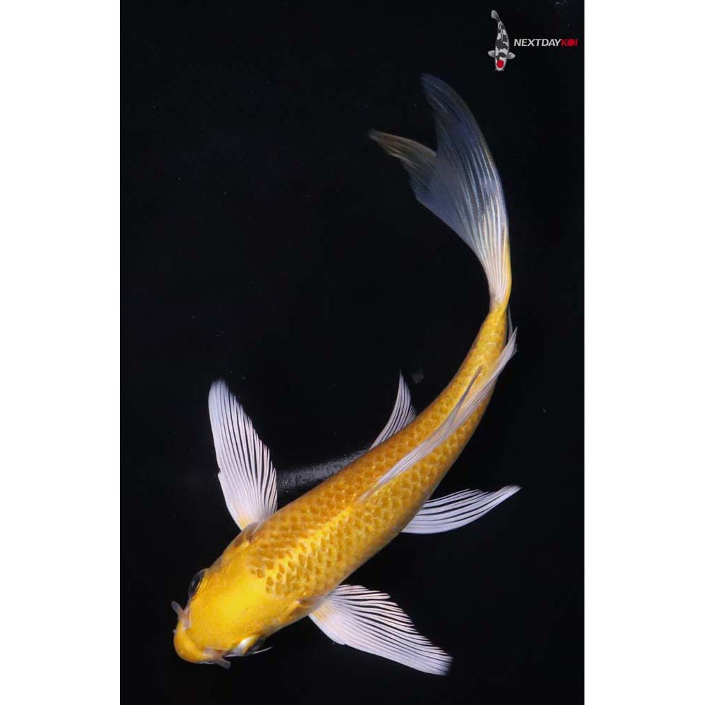6.5” Imported Yamabuki Ogon Butterfly Koi