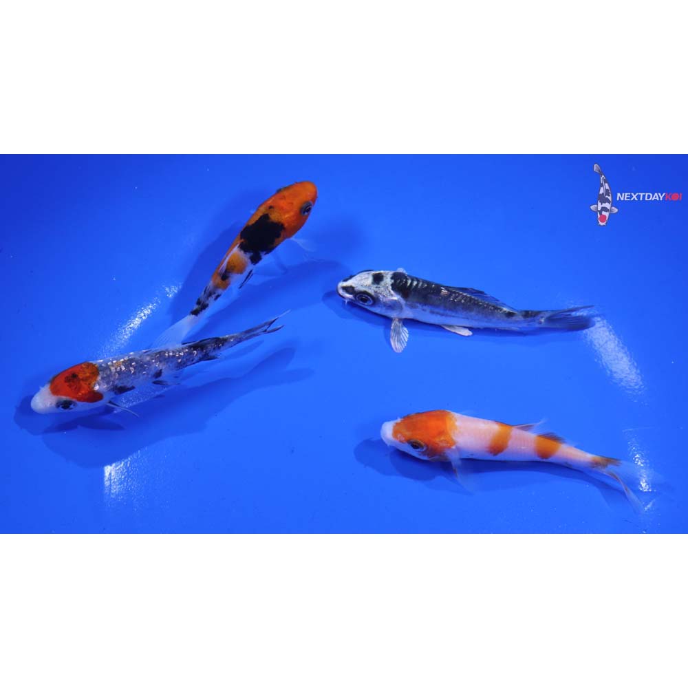 Lot of (4) 3-4” Imported Assorted Koi
