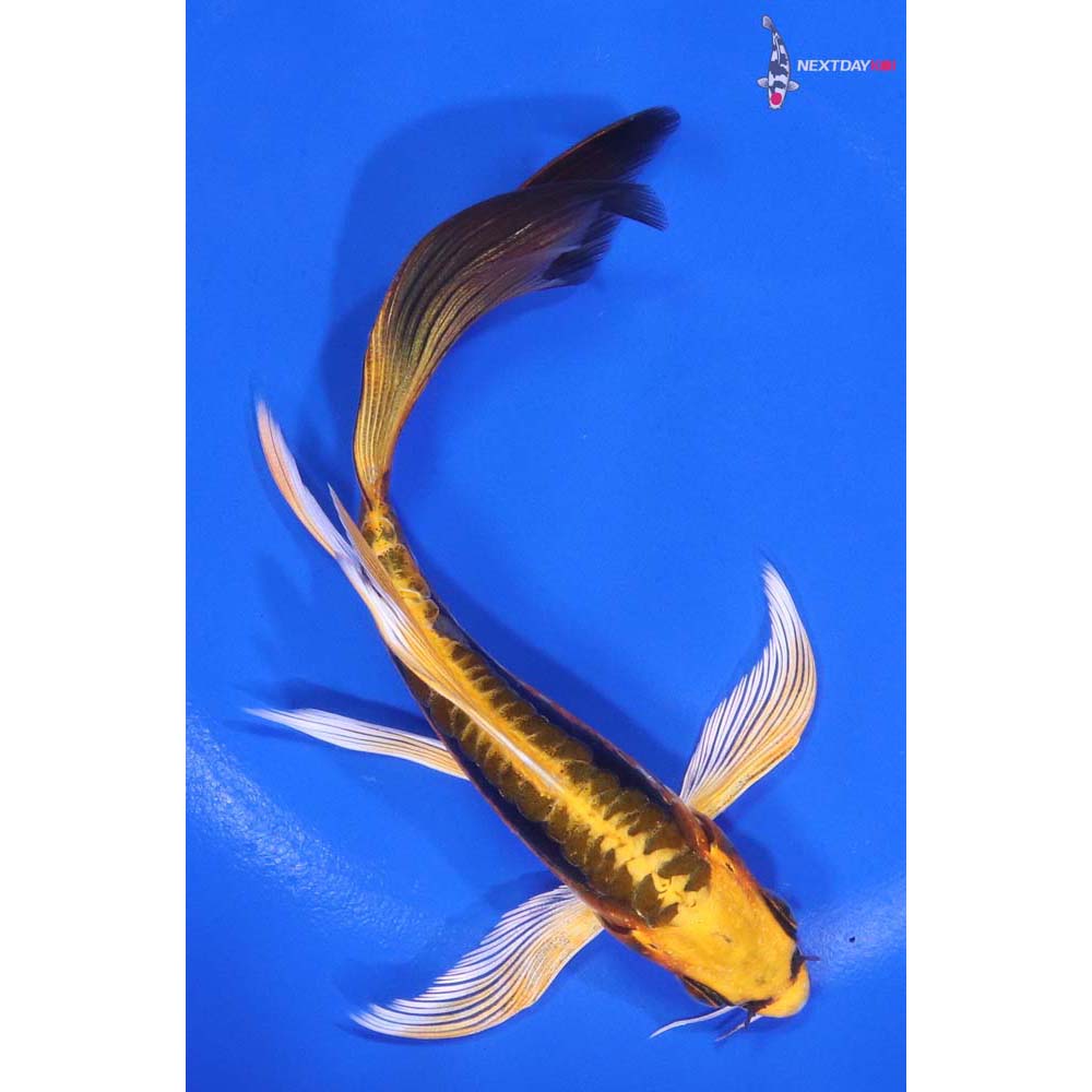 6” Imported Kin Kikokuryu Butterfly Koi