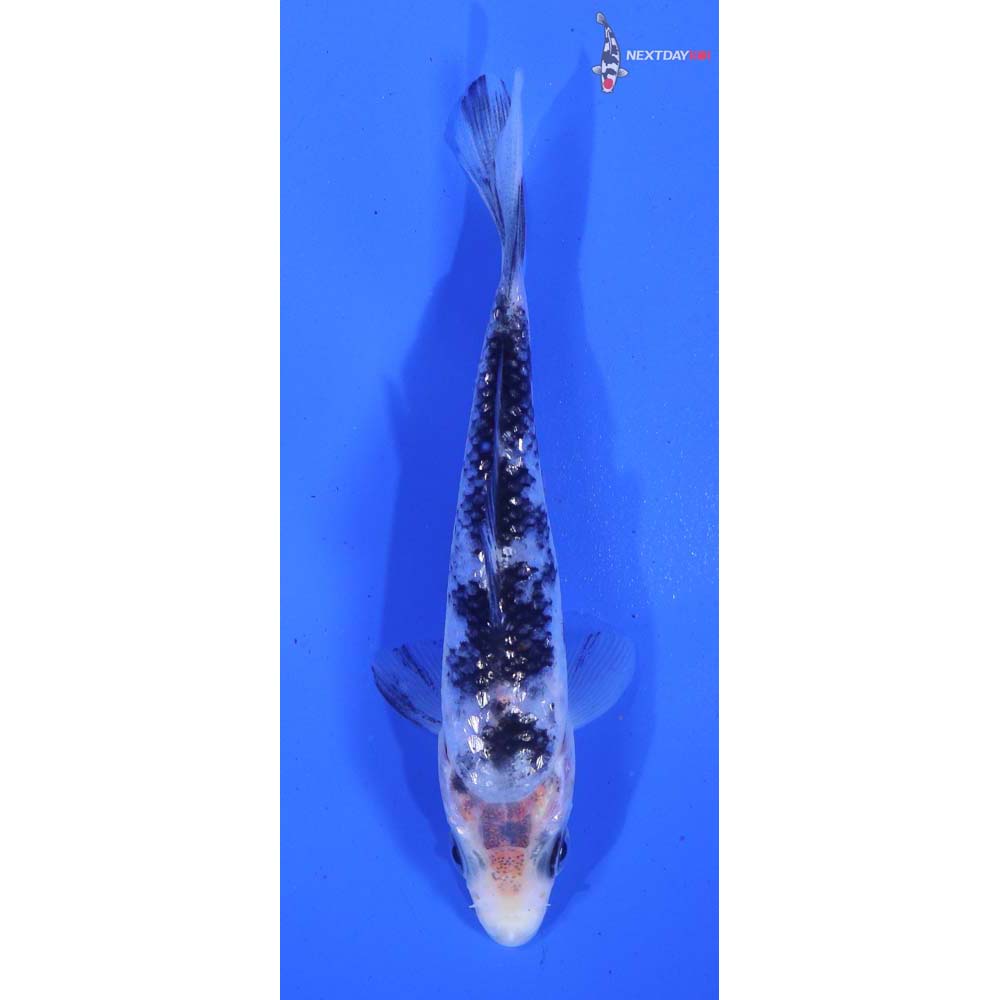 4” Imported Gin Rin Shiro Bekko
