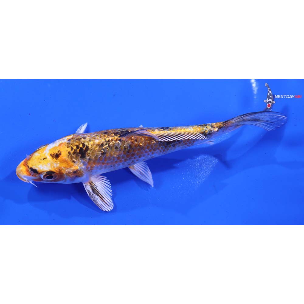 4.5” Imported Gin Rin Yamato Nishiki