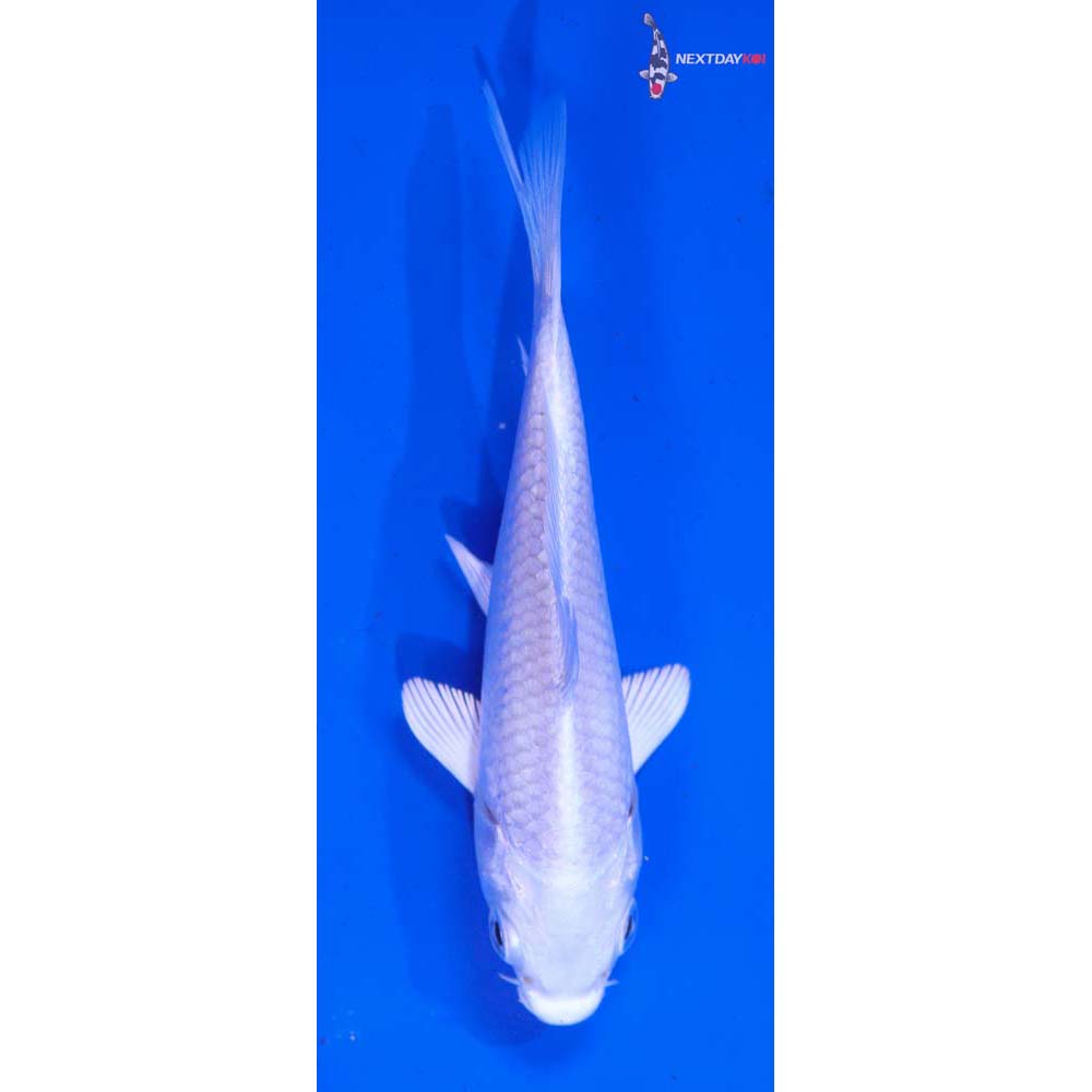 4.5” Imported Platinum Ogon
