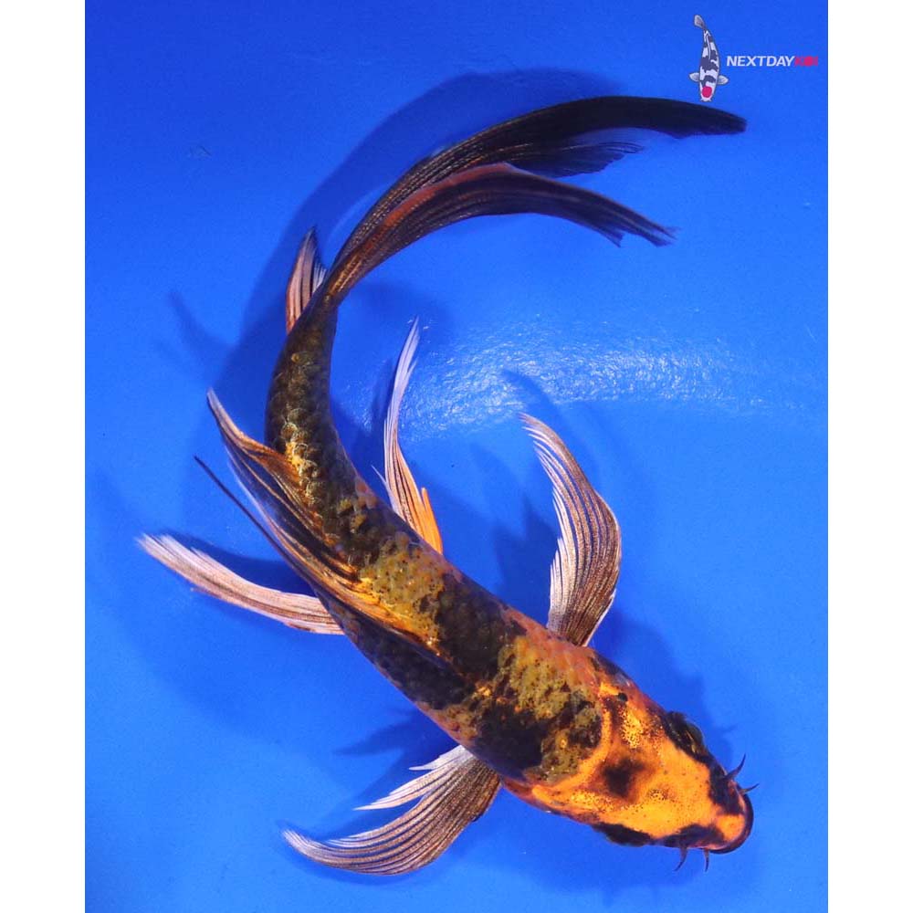 5.5” Imported Kin Hi Utsuri Butterfly Koi
