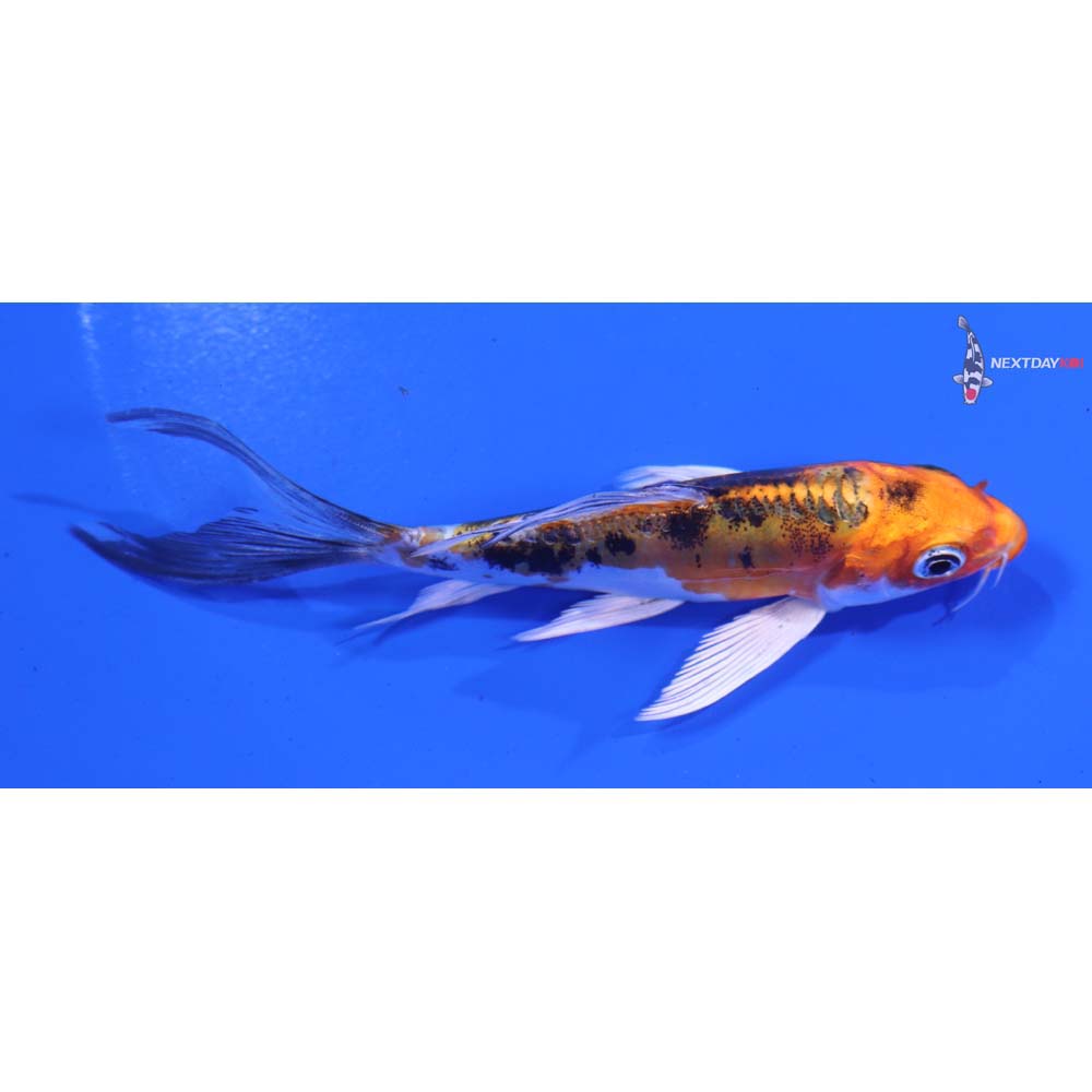 4.5" Imported Heisei Nishiki Butterfly Koi