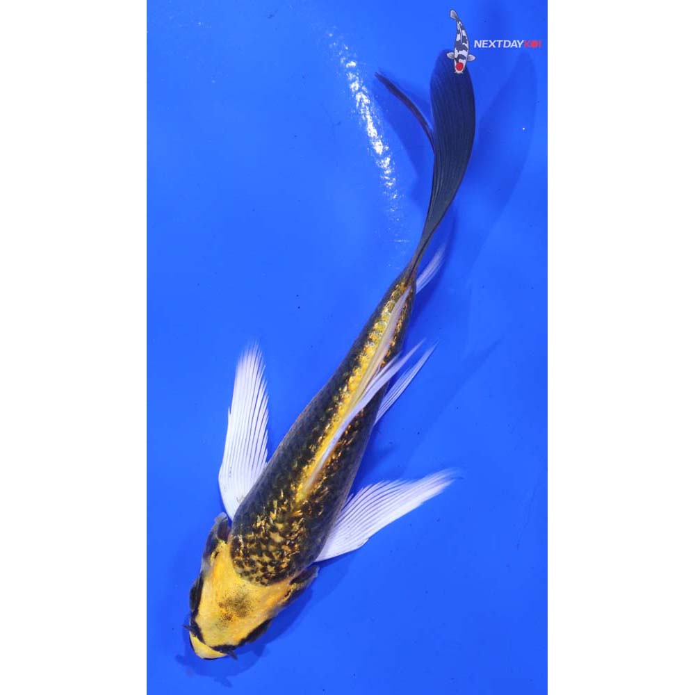 4" Imported Gin Rin Kujaku Butterfly Koi