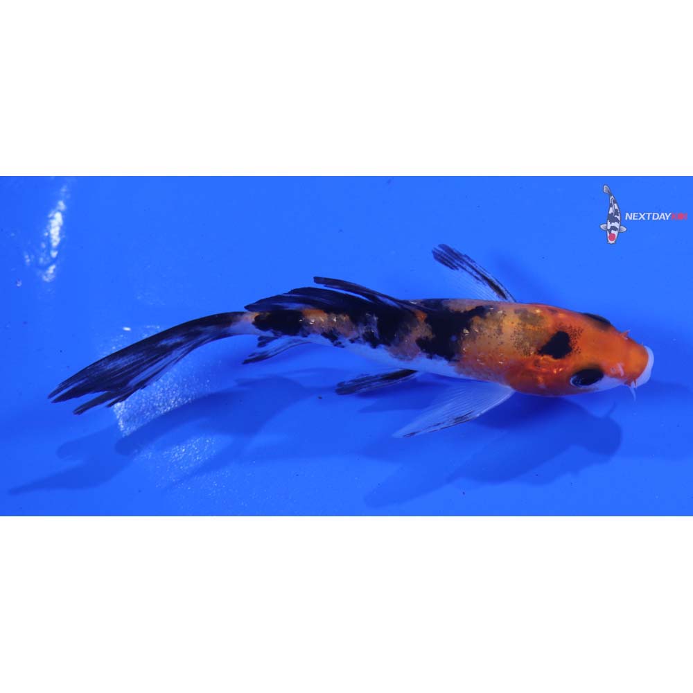 4.5" Imported Sanke Butterfly Koi