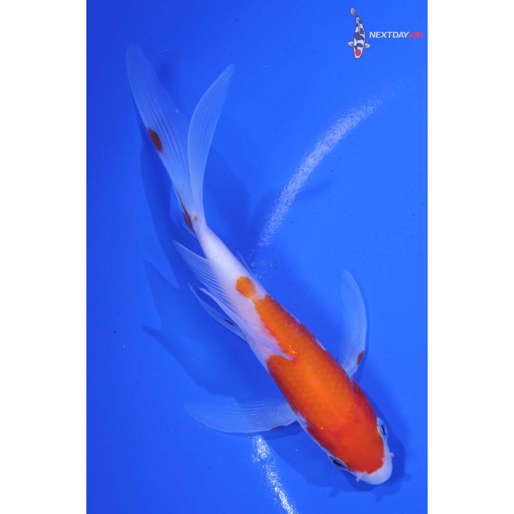 5" Imported Kohaku Butterfly Koi