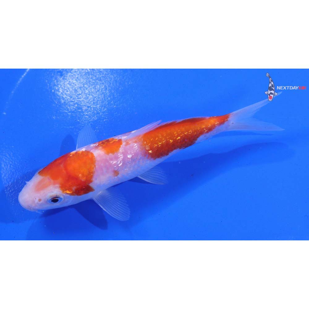 5” Imported Gin Rin Kohaku