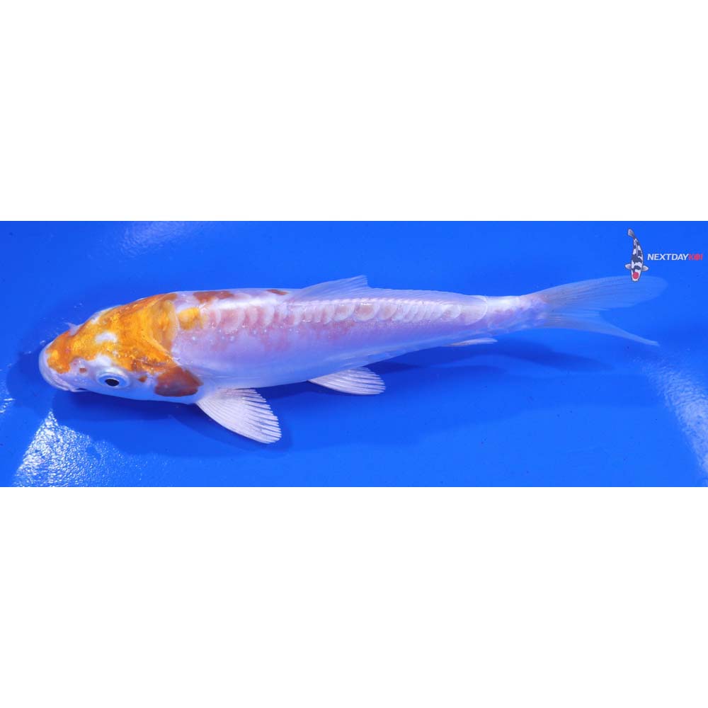 5.5” Imported Kikusui