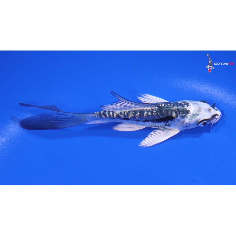 3.5” Imported Gin Rin Kikokuryu Butterfly Koi