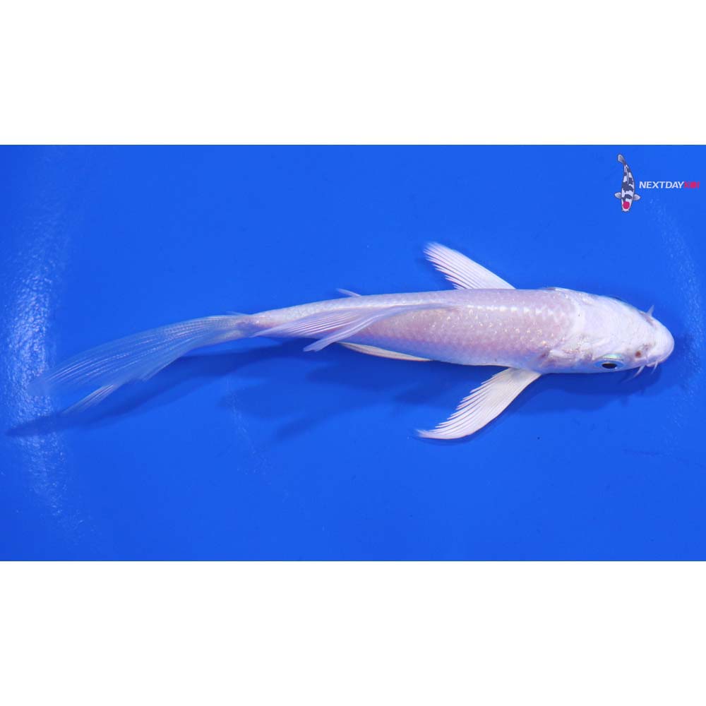 4” Imported Platinum Ogon Butterfly Koi