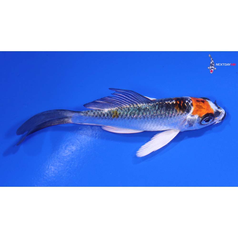 3” Imported Kujaku Butterfly Koi