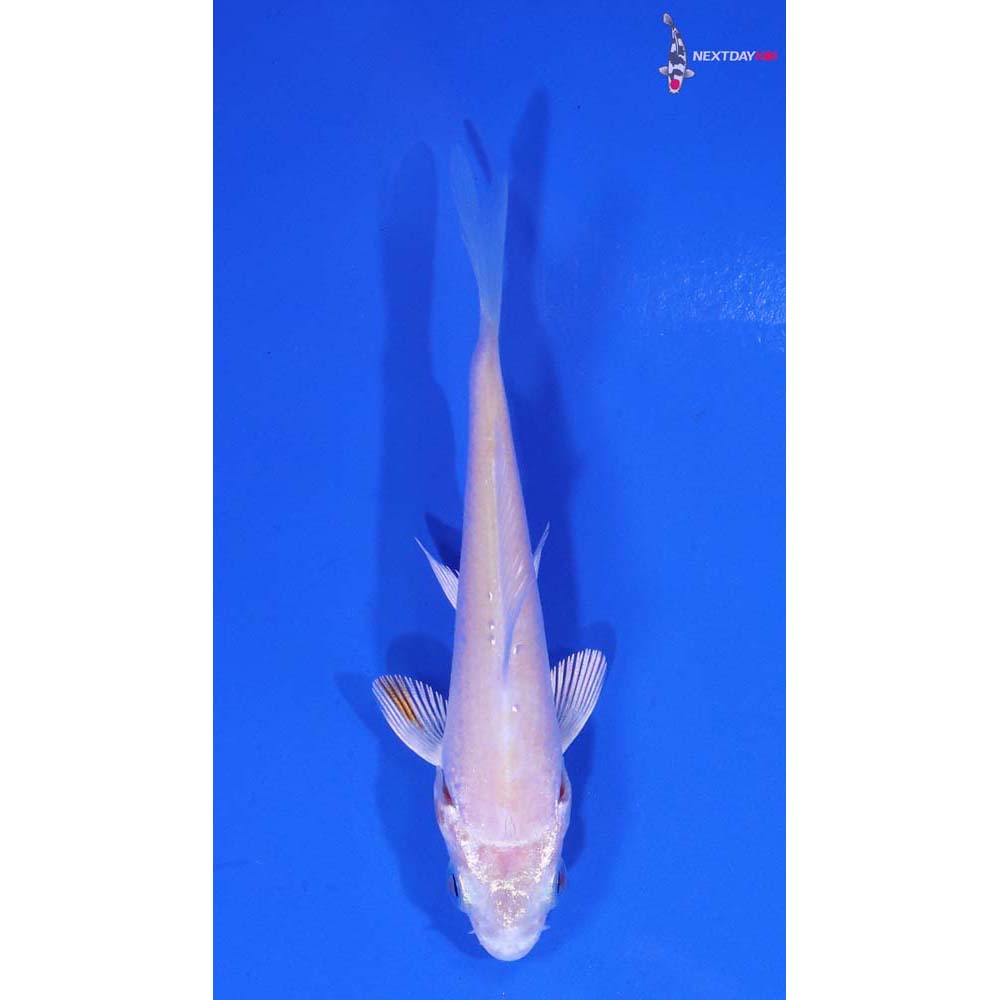 3” Imported Platinum Ogon
