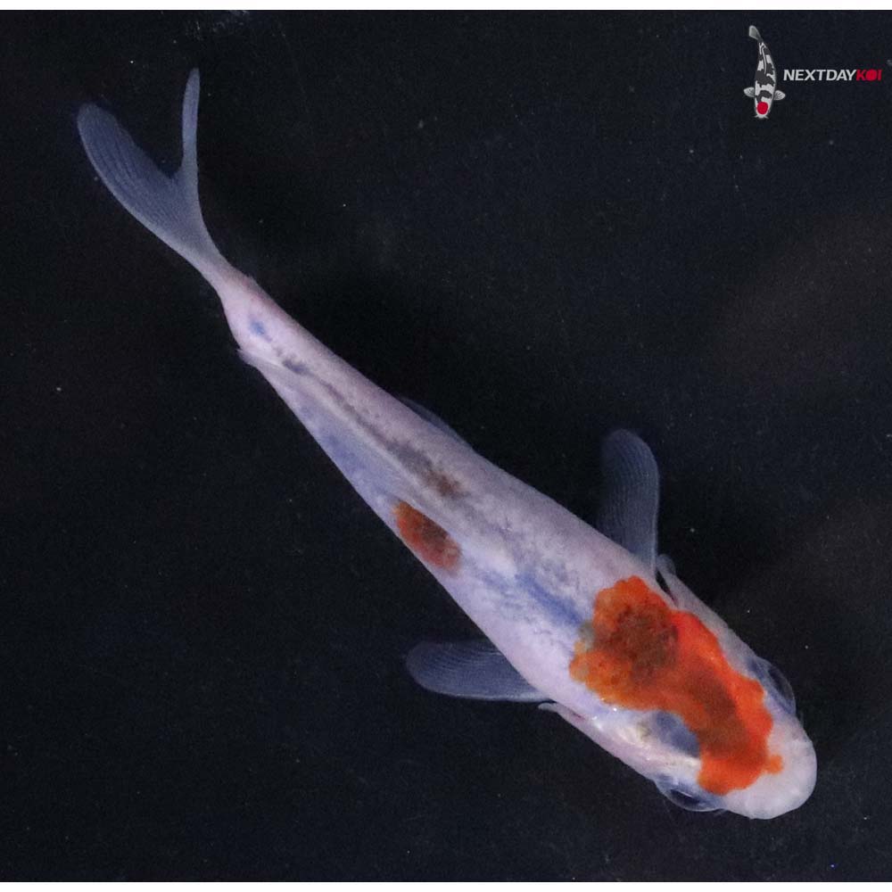 3” Imported Goromo