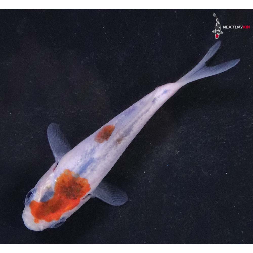 3” Imported Goromo