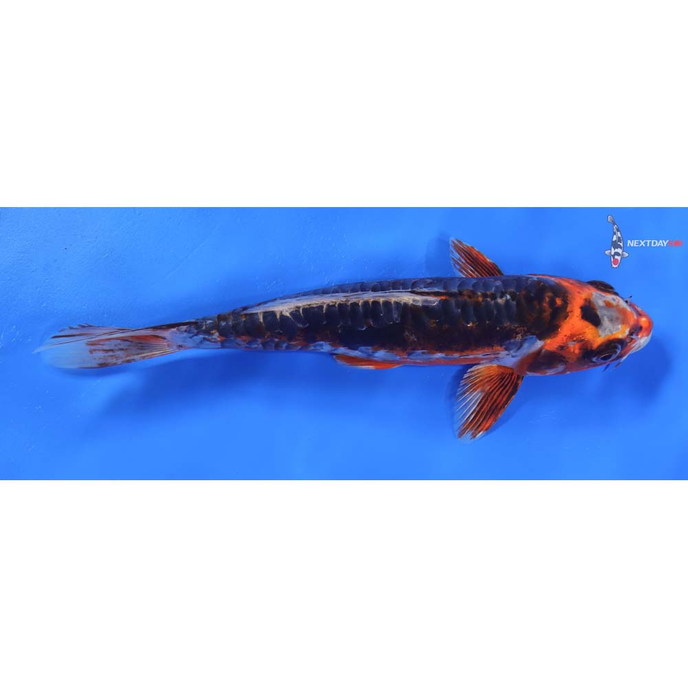 8” Imported Shusui