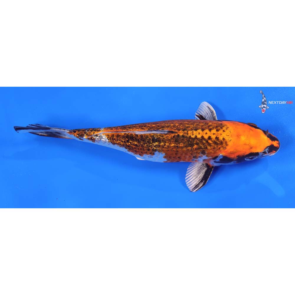 8” Imported Gin Rin Kujaku